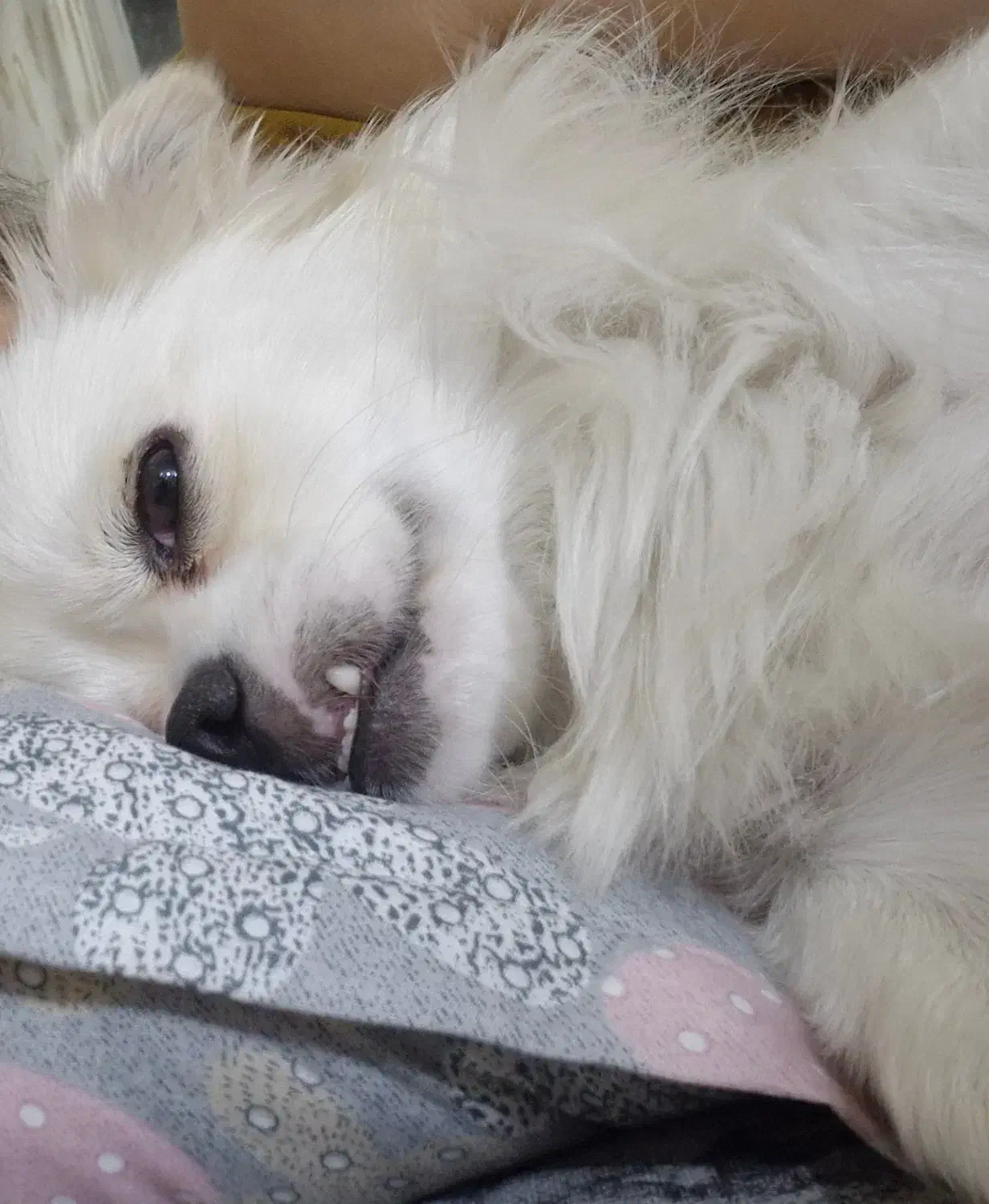 سگ اشپیتس|حیوانات|تهران, نازی‌آباد|دیوار