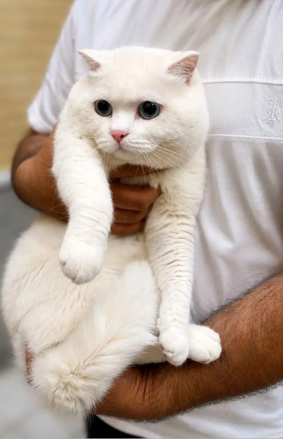 گربه|گربه|مراغه, |دیوار