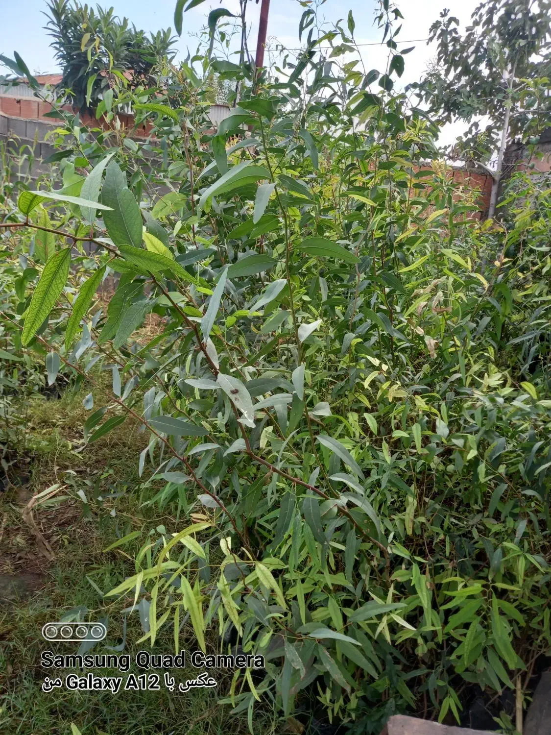 نهال اوکالیپتوس بااصلاح ریشه نایلیکس|گل و گیاه طبیعی|مزرعه کتول, |دیوار