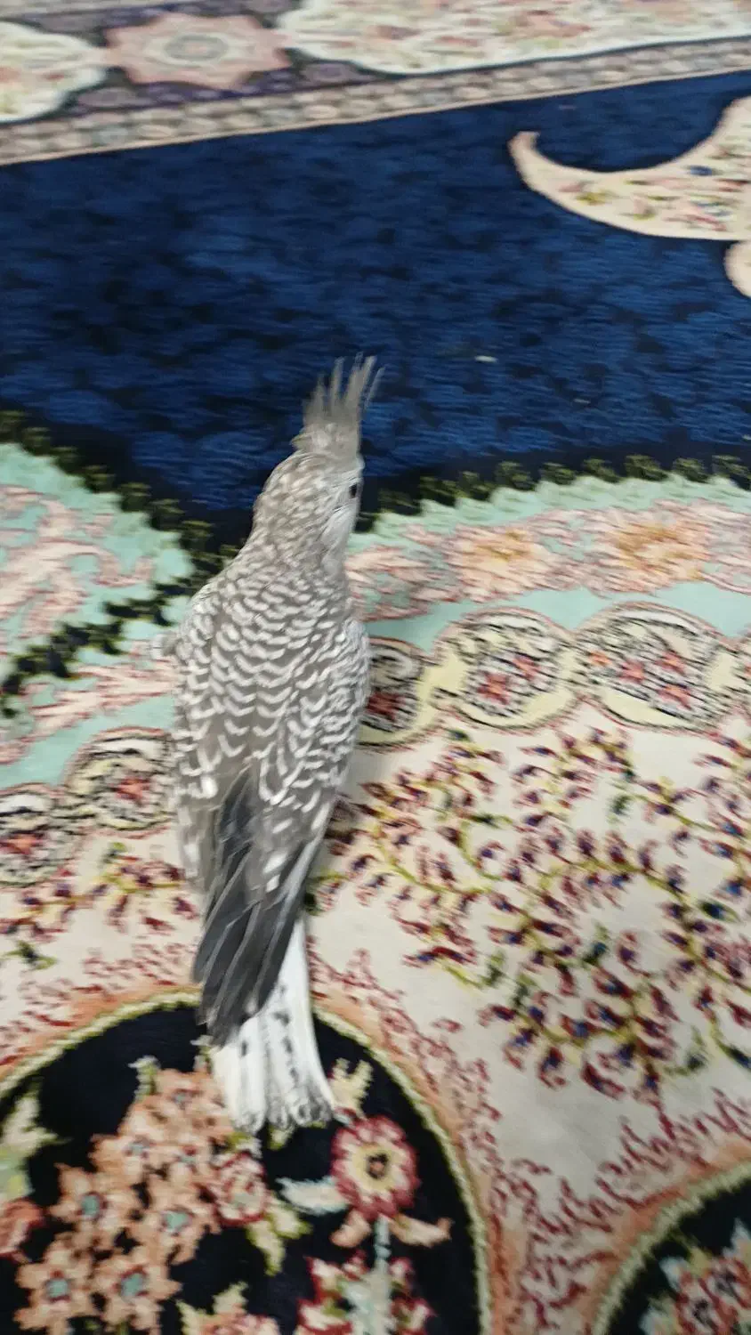 عروس هلندی جوجه|پرنده|ماهدشت, |دیوار