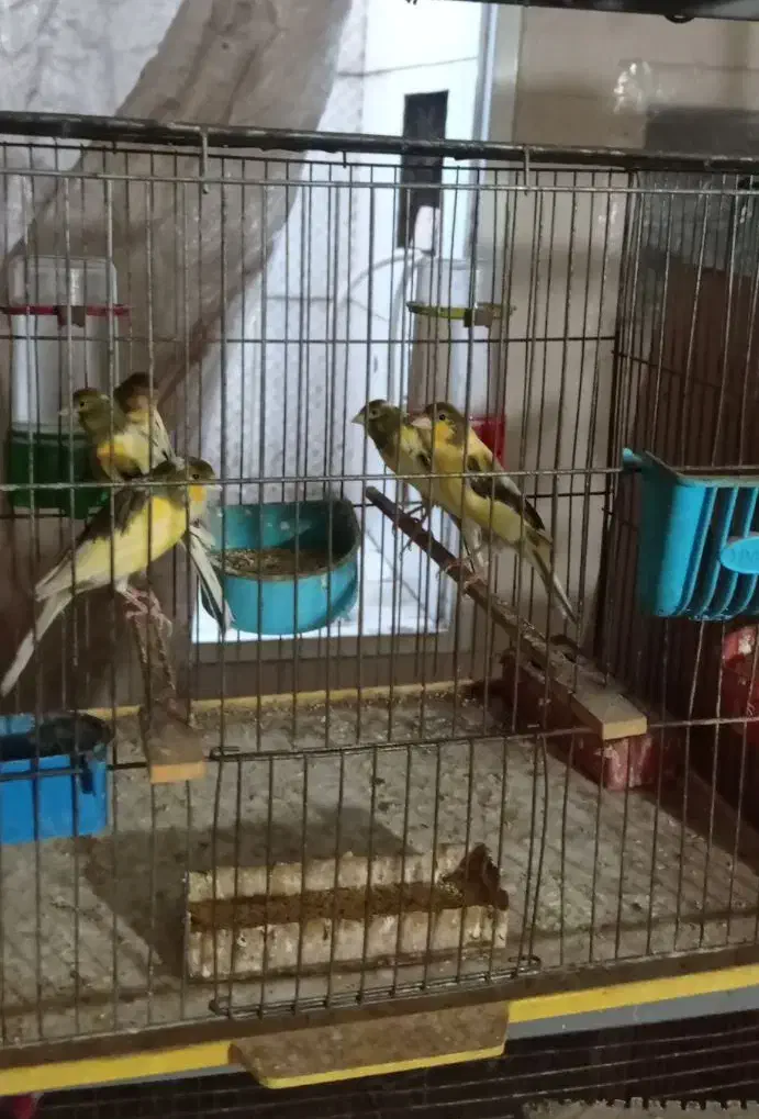 پرنده قناری نر|پرنده|آران و بیدگل, |دیوار