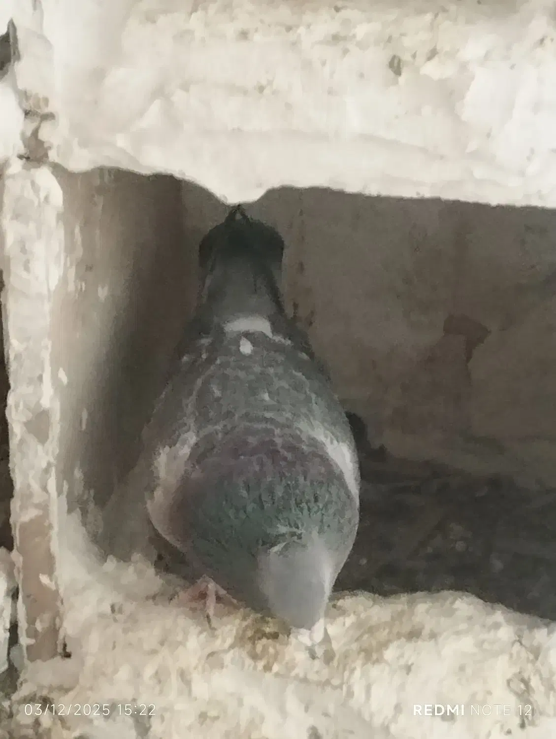 گوک نر|پرنده|نرماشیر, |دیوار