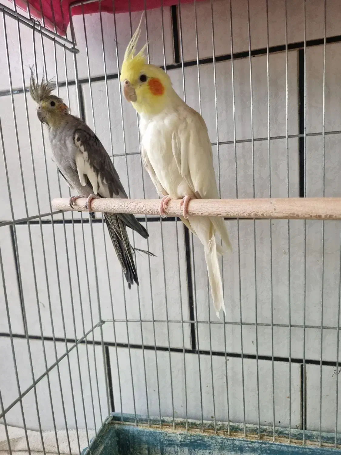 عروس هلندی|پرنده|مبارکه, |دیوار