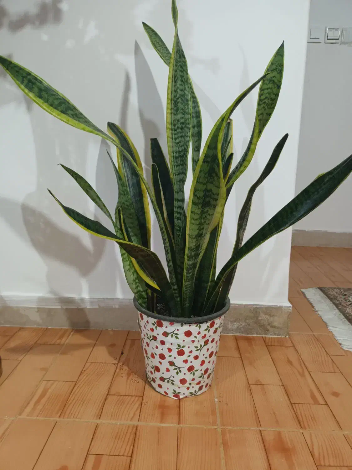 انواع گل|گل و گیاه طبیعی|تالش, هشتپر|دیوار