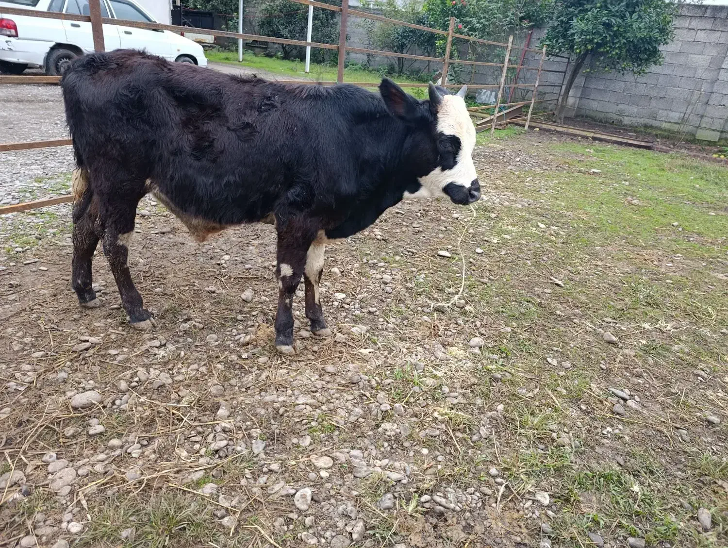 ورزا کوله چالوسی گاو نر|حیوانات مزرعه|سنگر, |دیوار