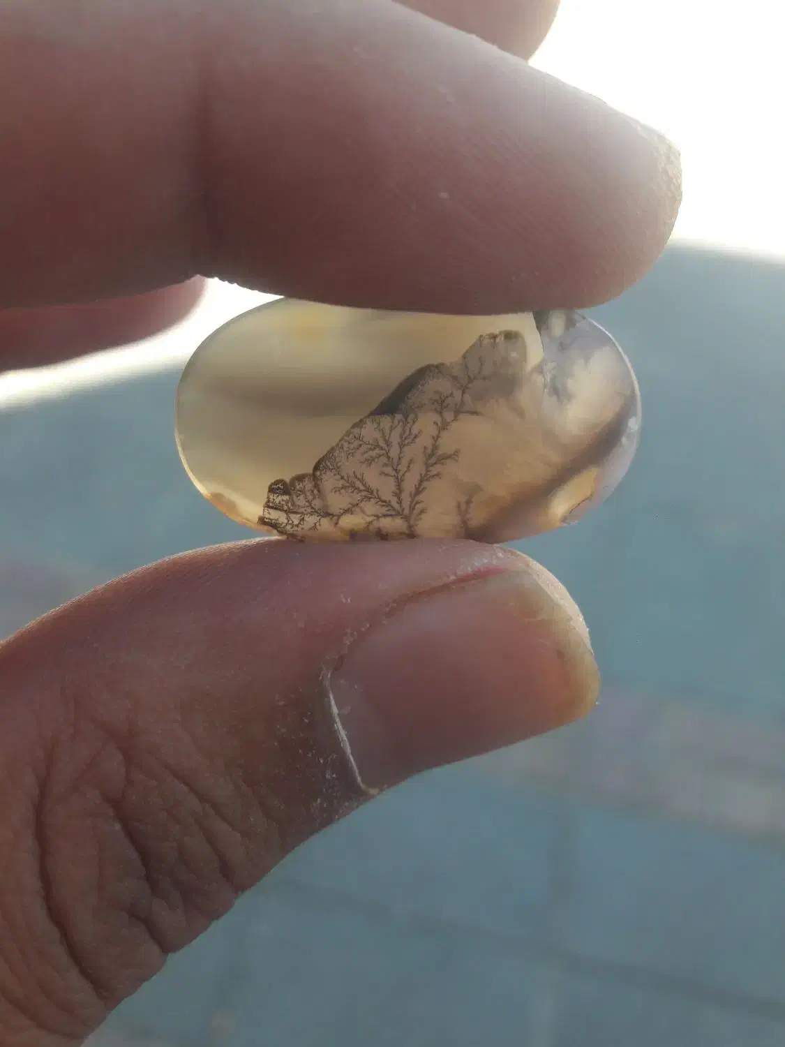 شجر|کلکسیون اشیاء عتیقه|زنجان, |دیوار