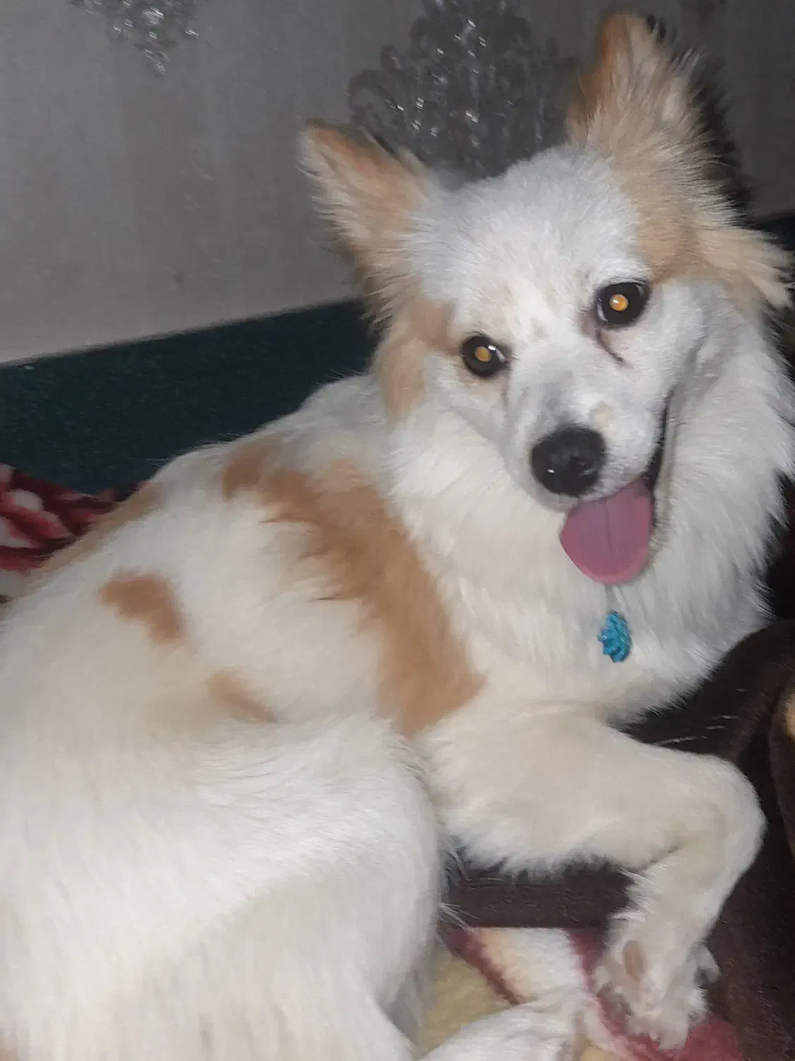 سگ پامر اصیل و قدریجونی|سگ|بروجرد, |دیوار