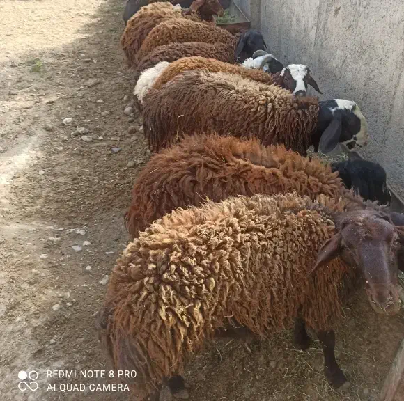 بره نر|حیوانات مزرعه|زنجان, |دیوار