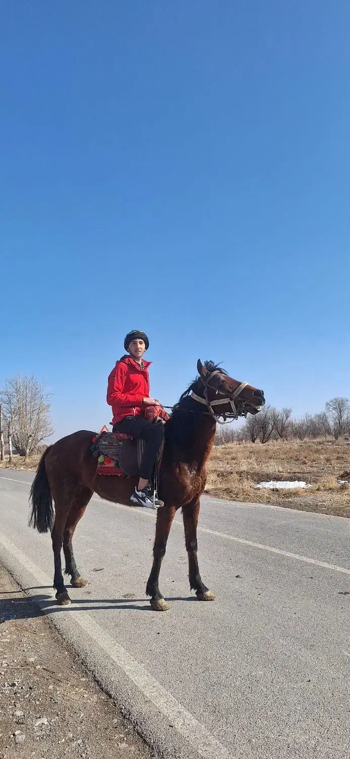 اسب|اسب و تجهیزات اسب‌سواری|گلبهار, نوبهار|دیوار