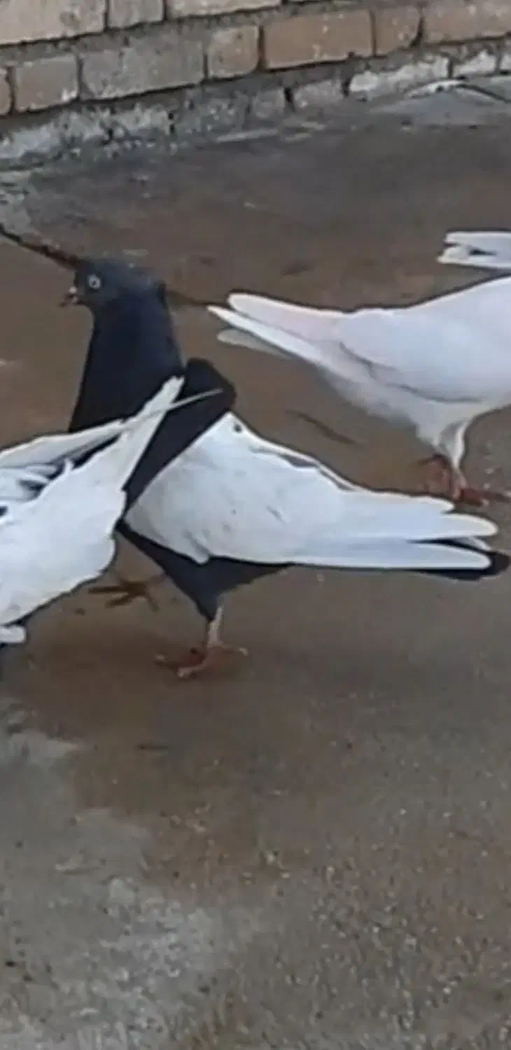 کبوتر سروته|پرنده|کرمانشاه, |دیوار