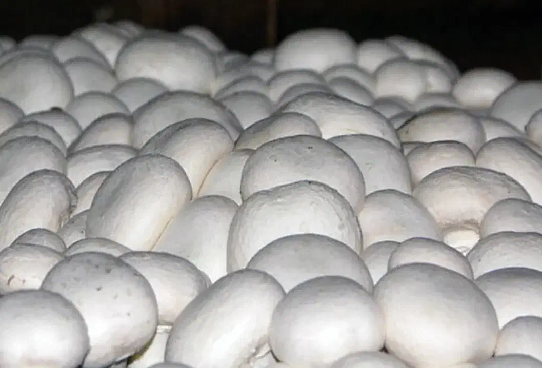 فروش قارچ درجه یک در فردیس|عمده‌فروشی|فردیس, شهرک ۱۱۰|دیوار