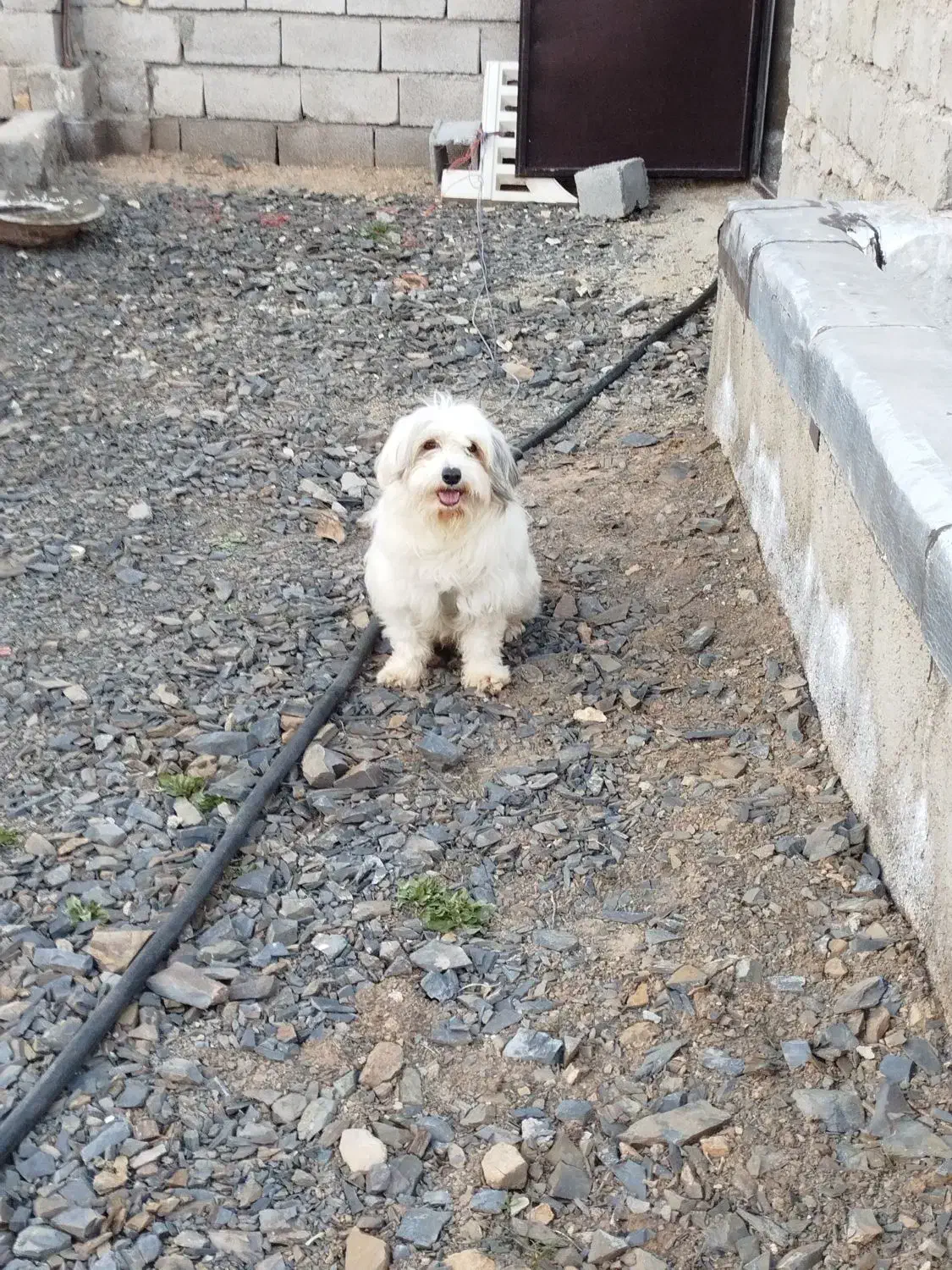 سگ شیتزو مالتیز|سگ|همدان, |دیوار