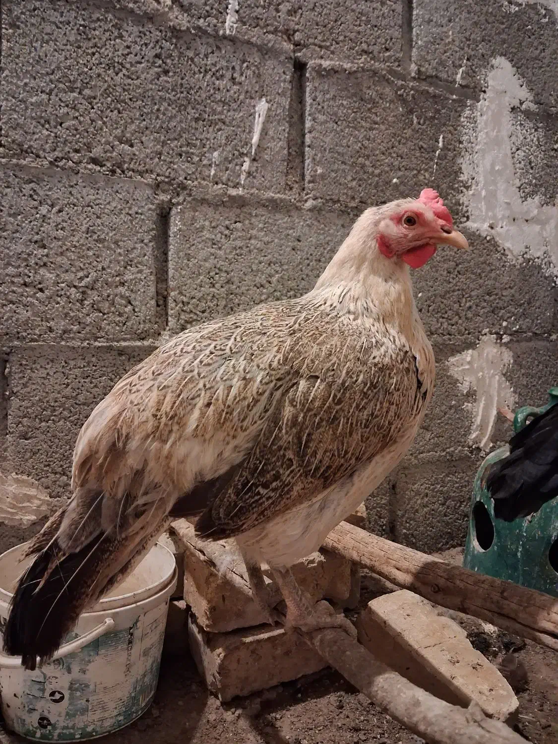 مرغ محلی|حیوانات مزرعه|مهر, |دیوار