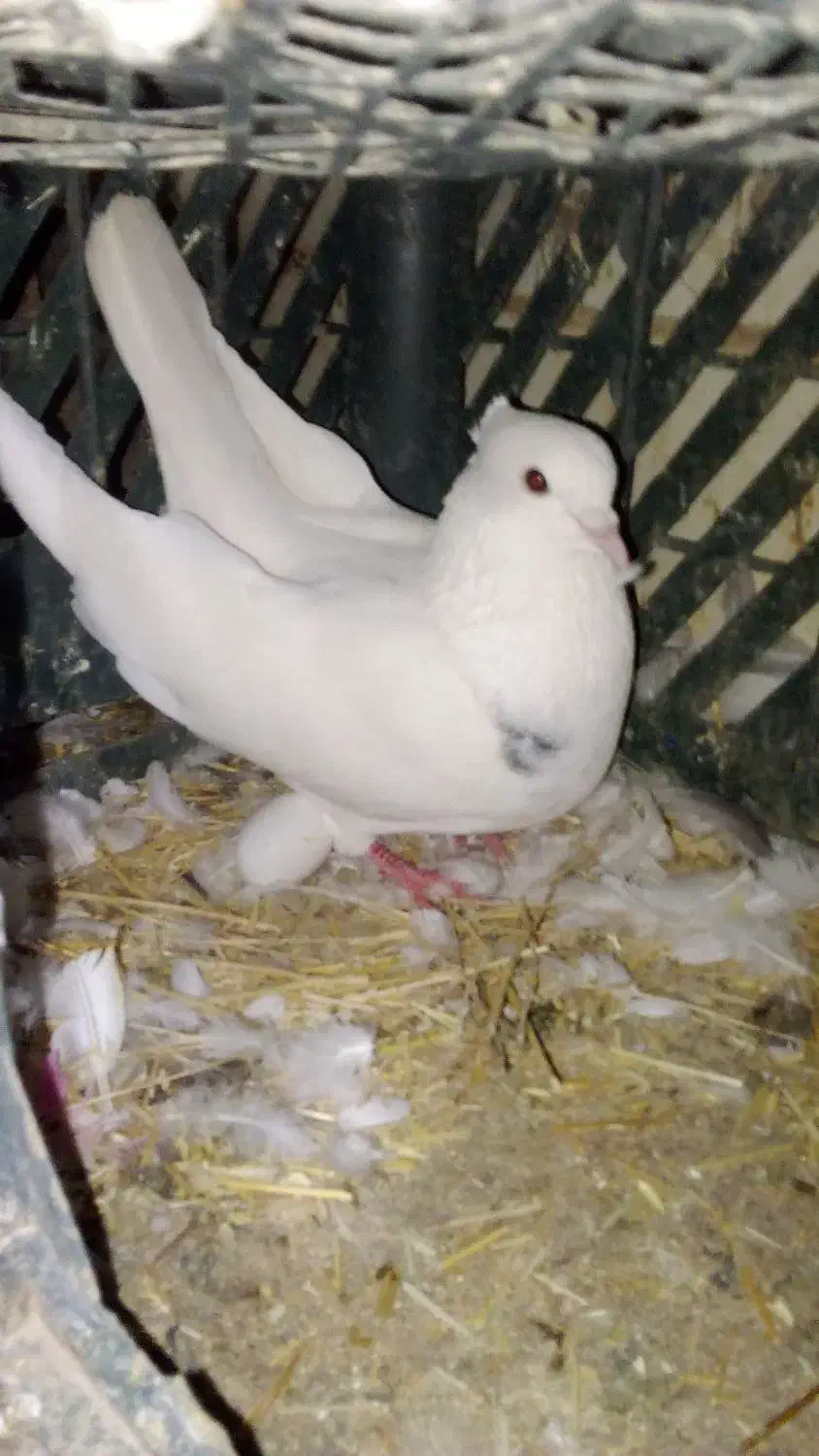 پرنده دیواندره|حیوانات|دیواندره, |دیوار