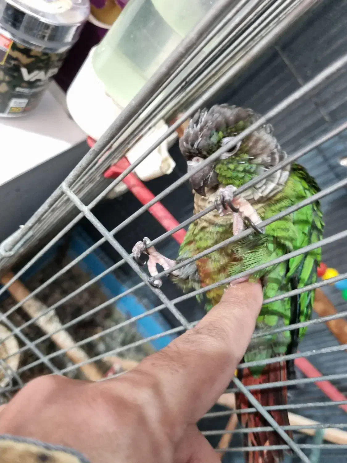 گرینچیک|پرنده|میناب, |دیوار