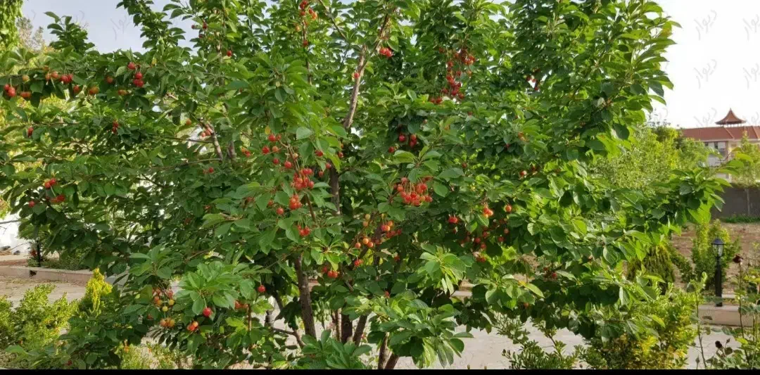 زمین باغشهری کودیان قره چمن|فروش زمین و ملک کلنگی|شیراز, شهرک قمشه|دیوار