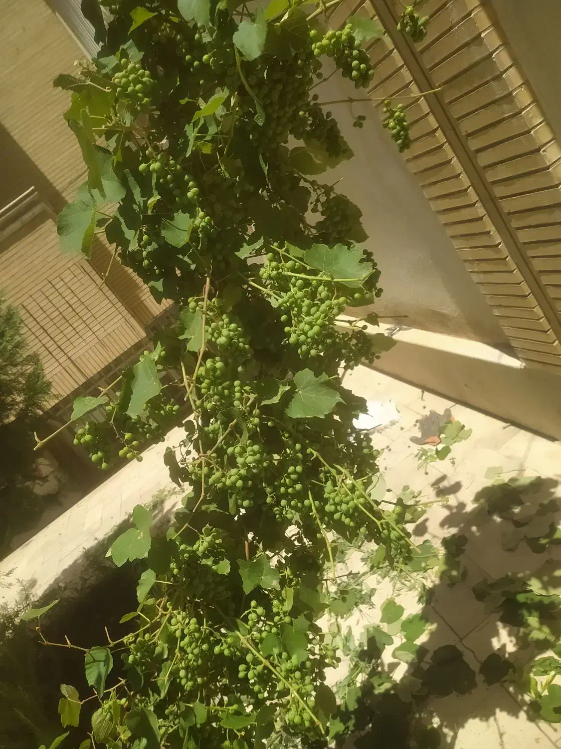 هرس درختان سم پاشی بیل زنی وگلگاری|خدمات باغبانی و درختکاری|تبریز, |دیوار