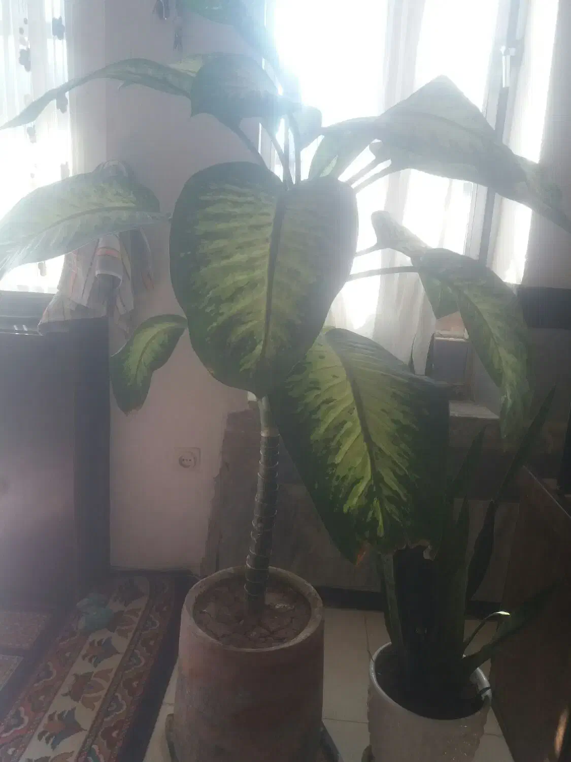 دو عدد گل دیفن باخیا با گلدان|گل و گیاه طبیعی|ایوان, |دیوار