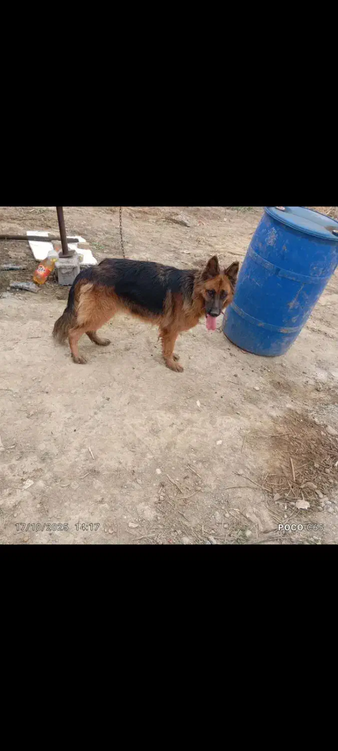 ژرمن ماده|سگ|گرگان, |دیوار