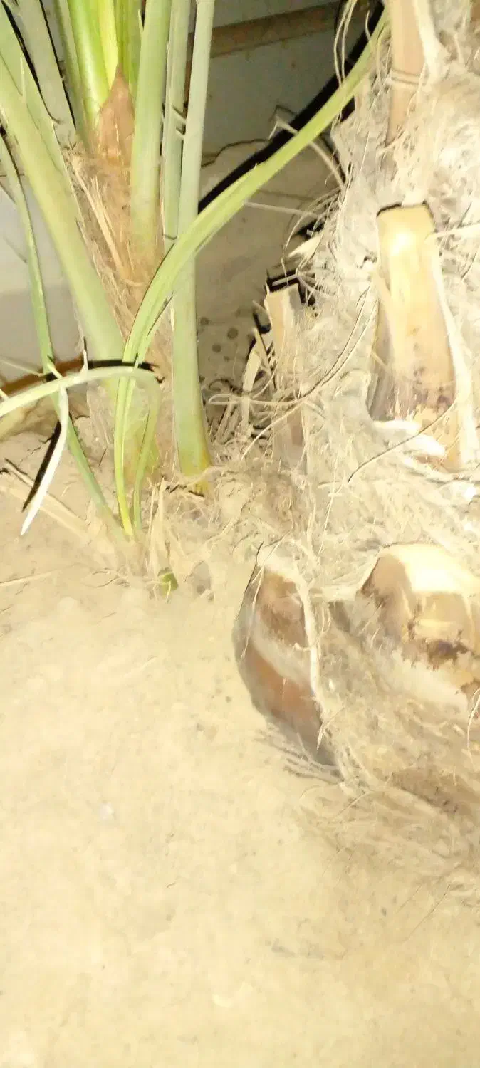 پاجوش نخل|گل و گیاه طبیعی|بندر امام خمینی, |دیوار