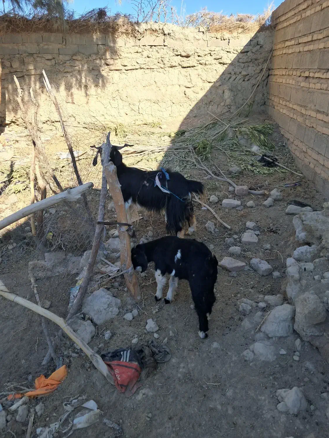 بز با کره نر|حیوانات مزرعه|هامون, |دیوار