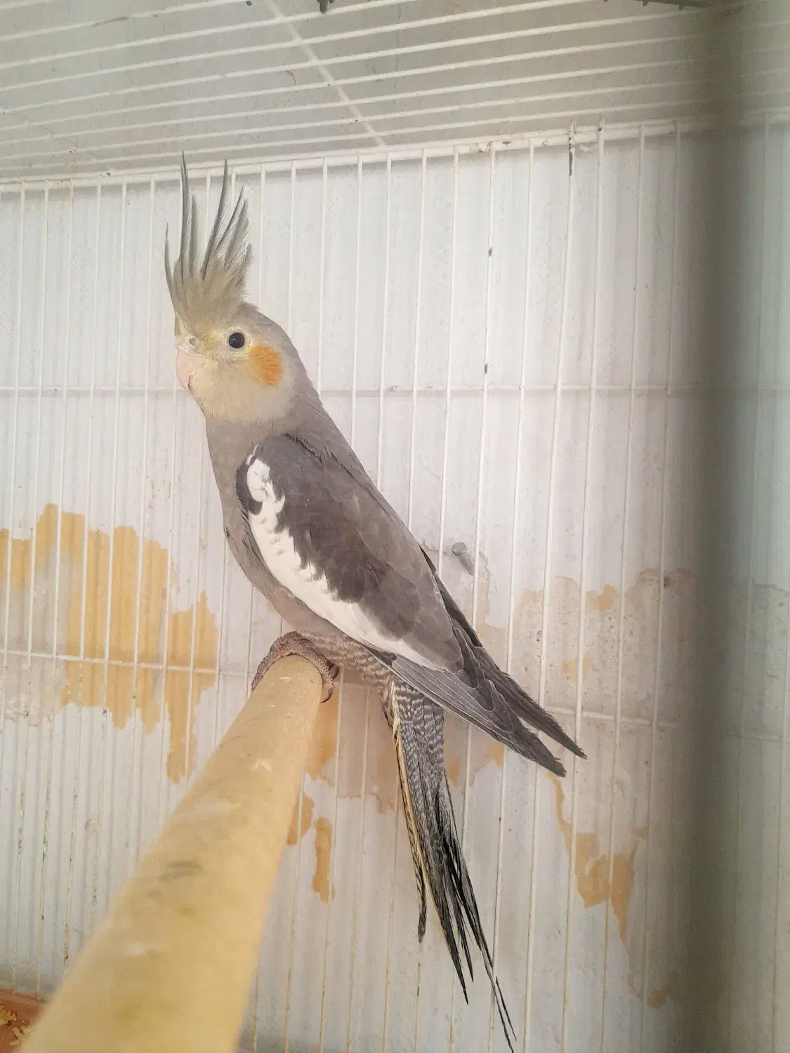 عروس هلندی.معاوضه ای|پرنده|مرودشت, بیست متری بیمارستان|دیوار