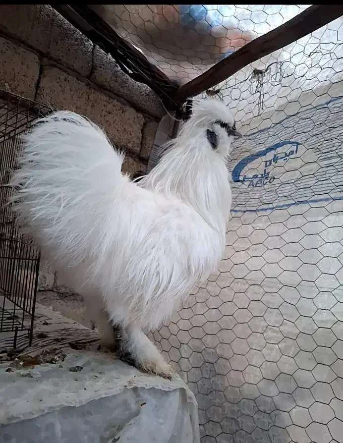 خروس های ابریشمی|حیوانات مزرعه|میانه, |دیوار