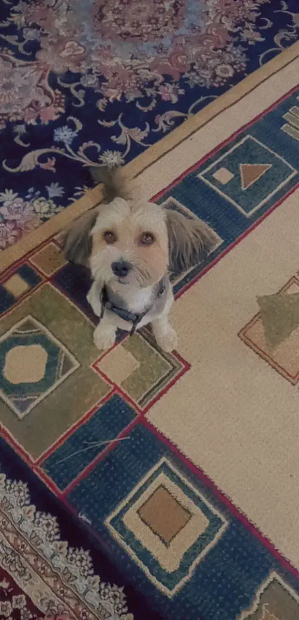 سگ شیتزو|سگ|بندرعباس, |دیوار