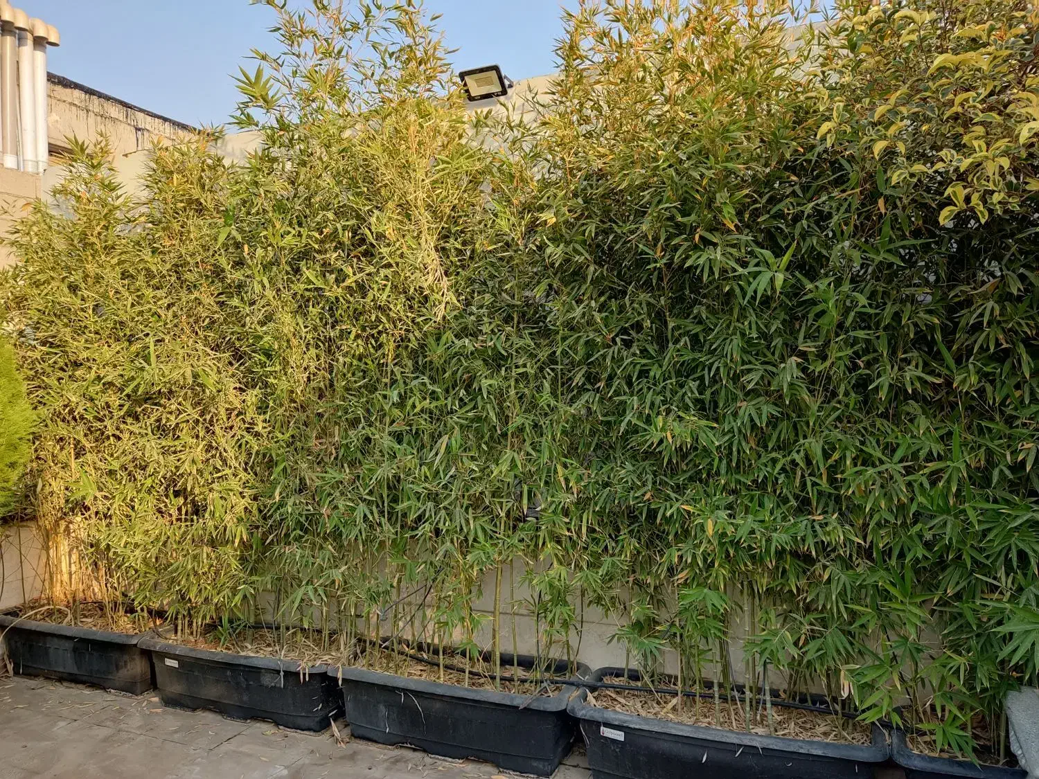 نی خیزران|گل و گیاه طبیعی|تهران, جنت‌آباد جنوبی|دیوار