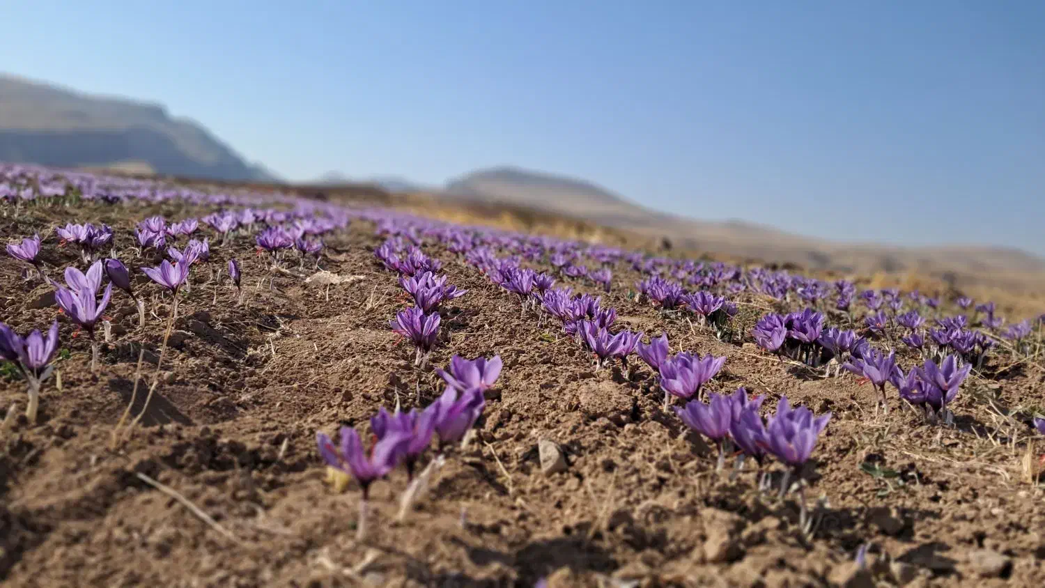نیروی کار|استخدام صنعتی، فنی، مهندسی|میانه, |دیوار