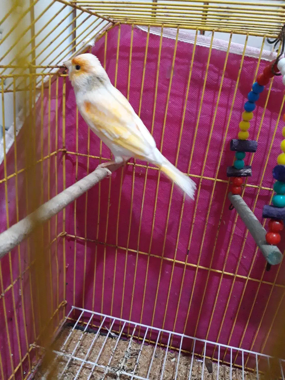 قناری نر|پرنده|بندر ماهشهر, |دیوار