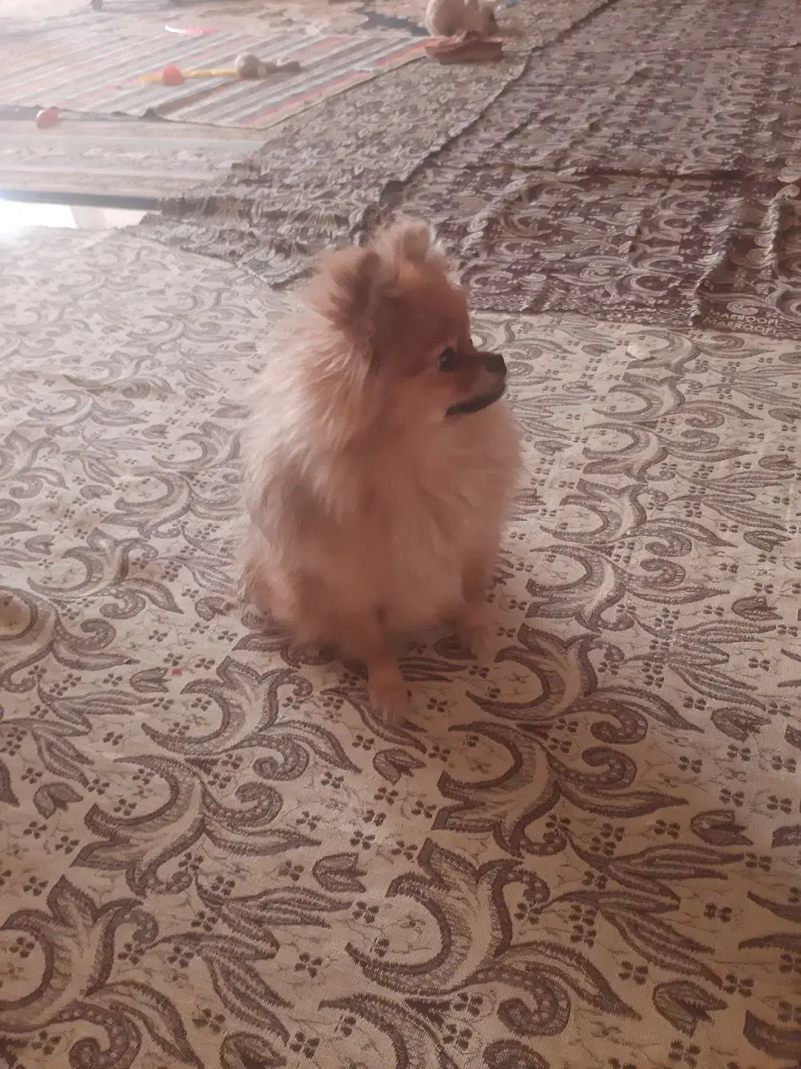 پامر ۱۸ ماهه|سگ|کرج, باغستان|دیوار