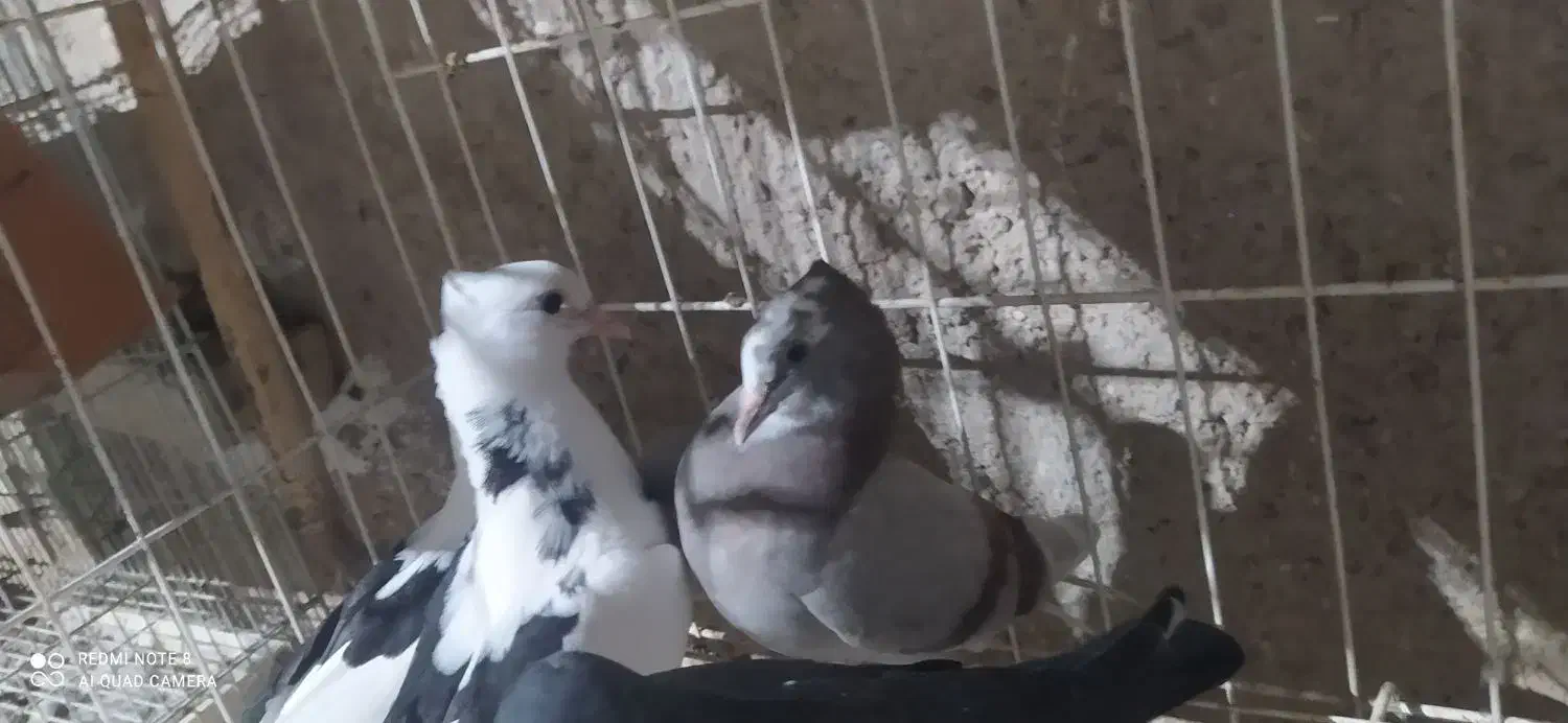 هفت جوجه کبوتر|پرنده|خورموج, |دیوار