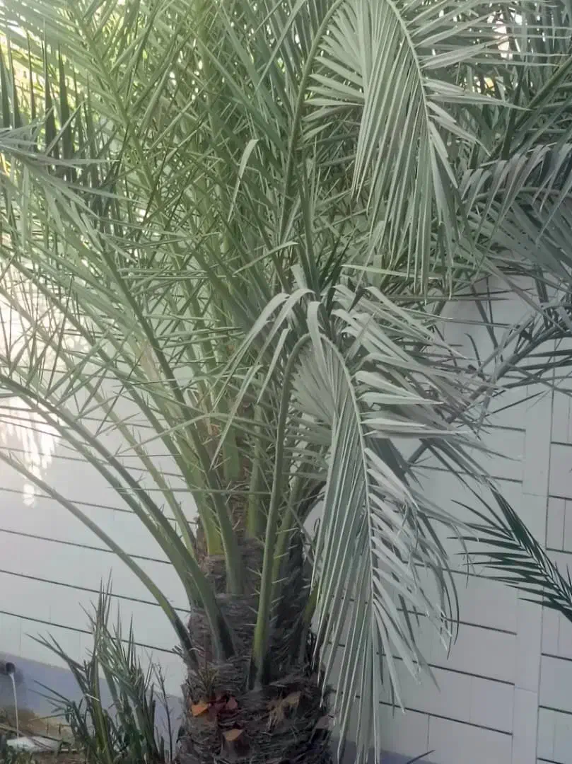 قطع و برش رایگان نخل|خدمات باغبانی و درختکاری|برازجان, |دیوار