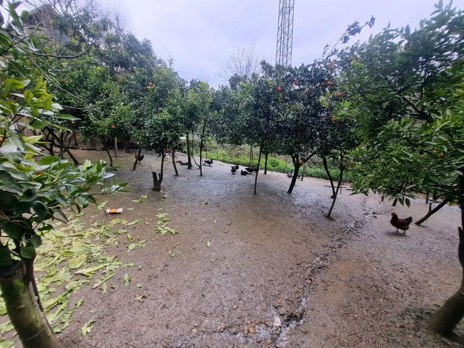 فروش ویلای ۳۷۵ متری در وسطی کلا|فروش خانه و ویلا|قائم‌شهر, |دیوار