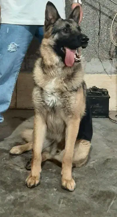 سگ نگهبان|سگ|مشهد, کوی المهدی|دیوار