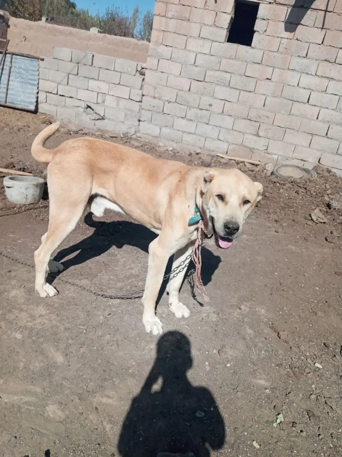 قیمت ۵۰۰۰۰۰۰۰ تومان|حیوانات|فریمان, |دیوار