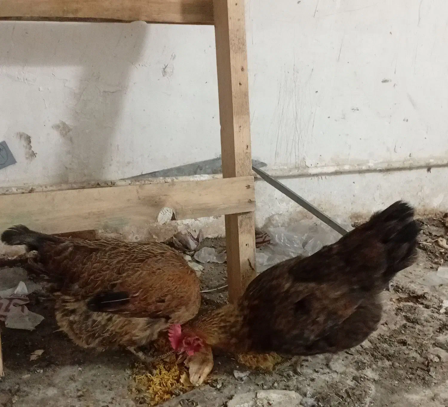 مرغ محلی|حیوانات مزرعه|فیروزکوه, |دیوار