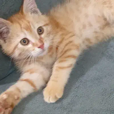 گربه عادتی خونگی|گربه|تربت جام, شهرک آزادگان|دیوار