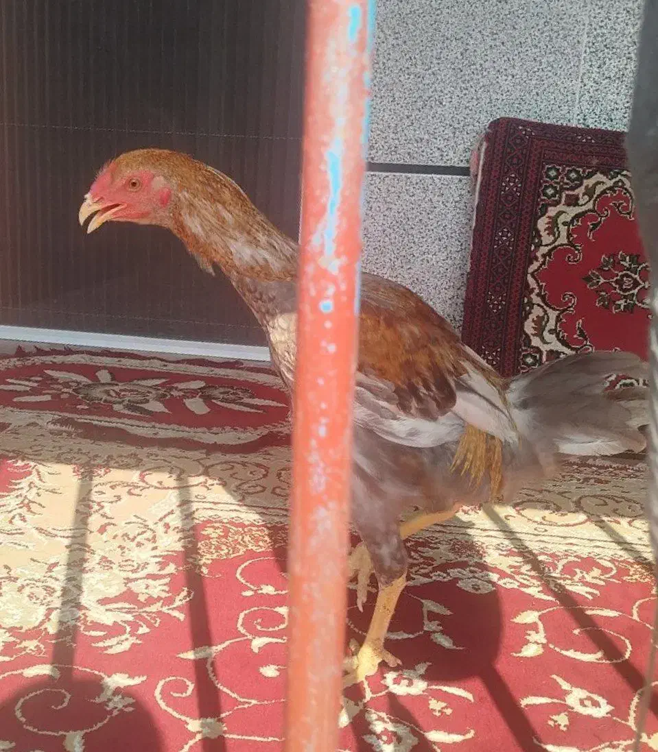 جوجه خروس لاری|حیوانات مزرعه|گلوگاه بابل (گلیا), |دیوار