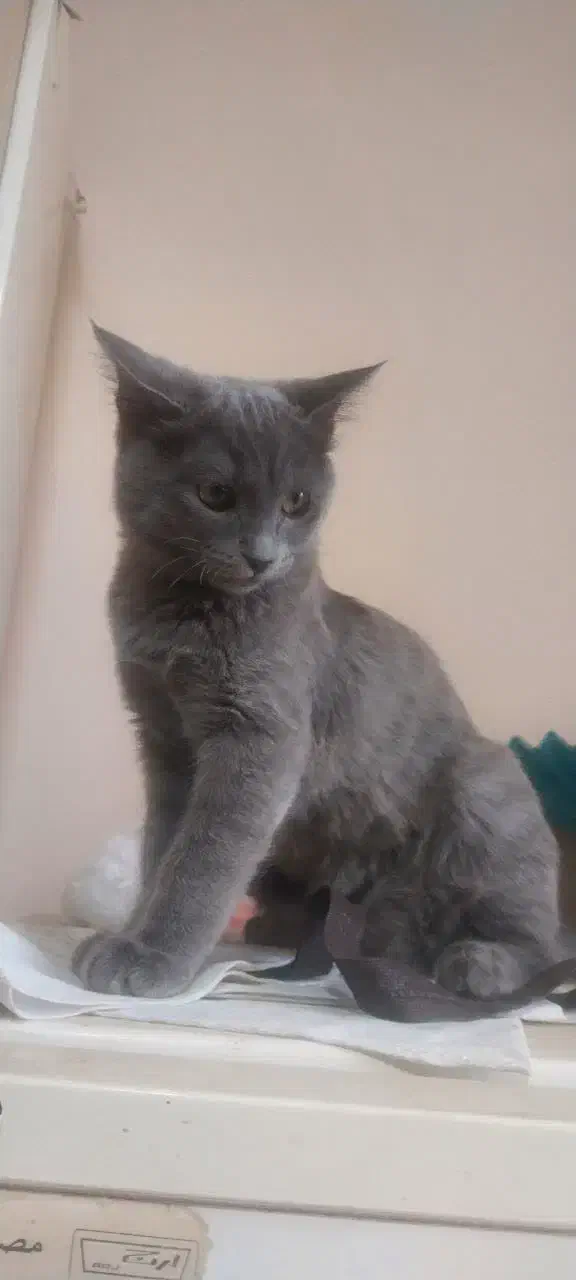 واگزاری گربه راشن بلو|گربه|مبارکه, |دیوار