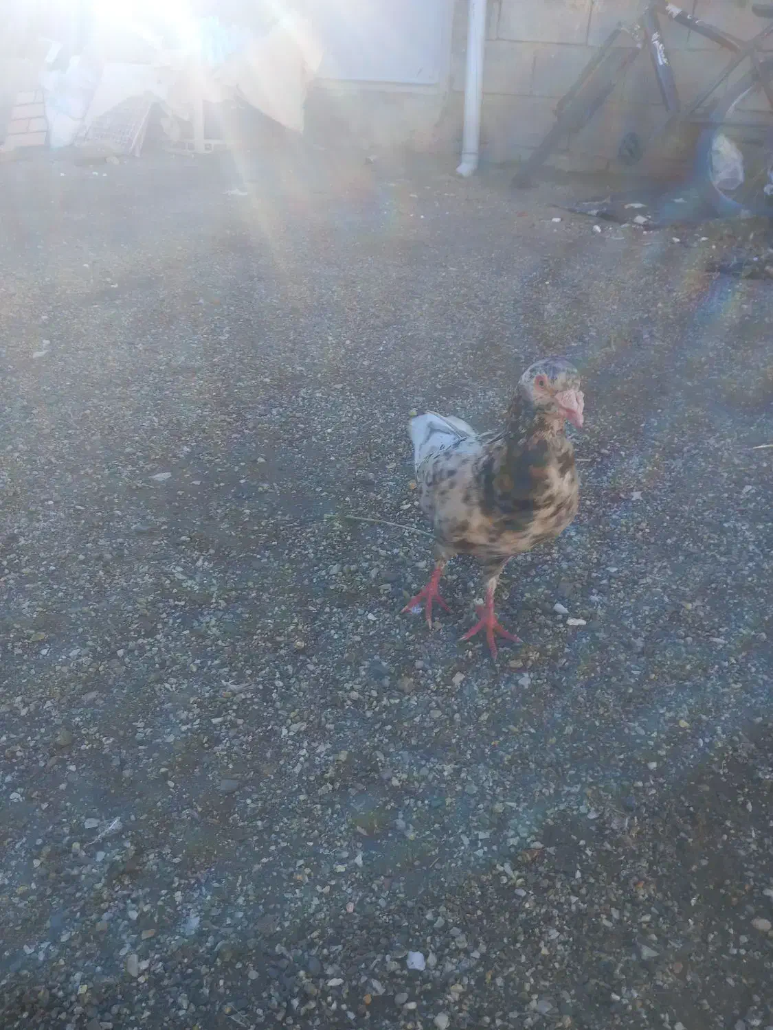 کوهی نر|حیوانات مزرعه|جوکار, |دیوار