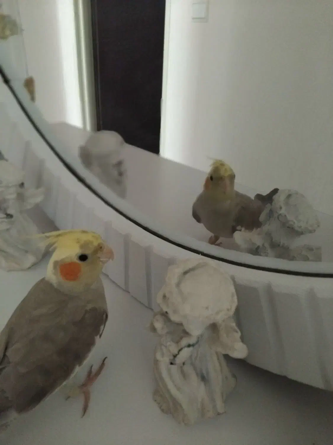 قبول واگزاری عروس هلندی شما|پرنده|زرندیه, |دیوار