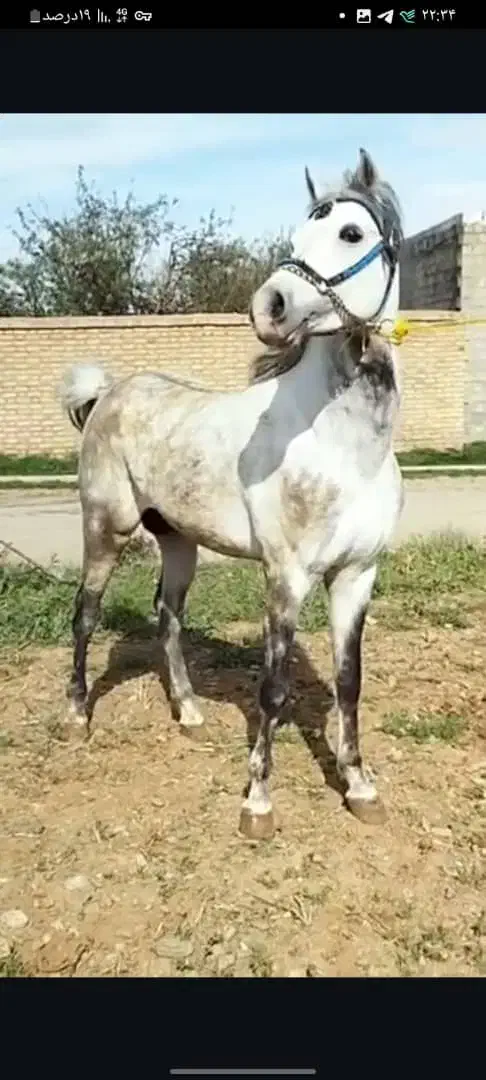 اسب یورغه تند ۸سال|اسب و تجهیزات اسب‌سواری|سیلوانه, |دیوار