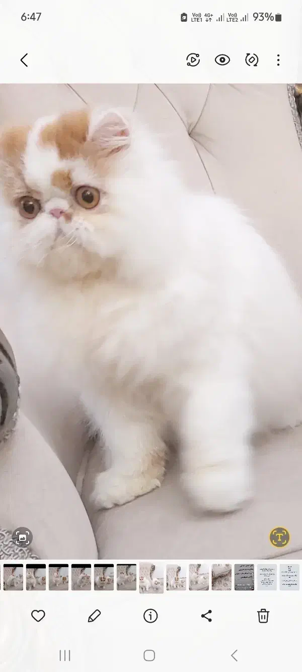 گربه پرشین نر از پدر و مادر وارداتی|گربه|تهران, شهرک نفت|دیوار