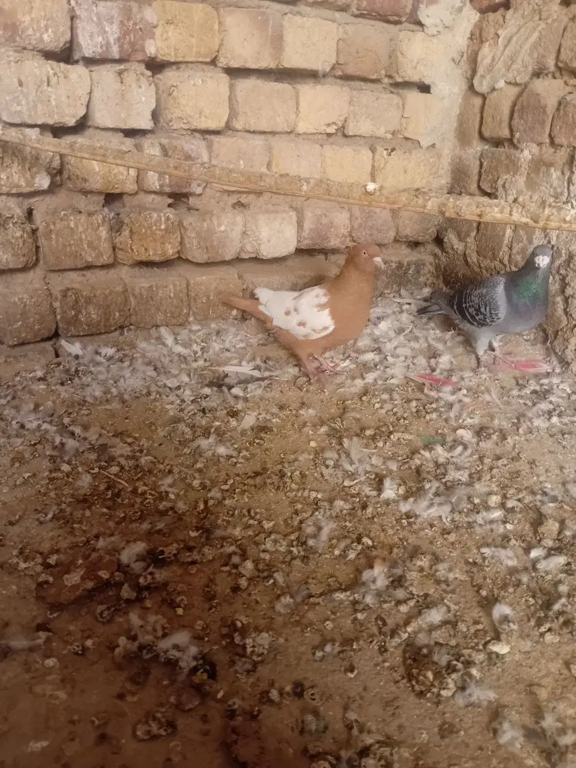 کفتر|پرنده|قم, مهر آباد|دیوار