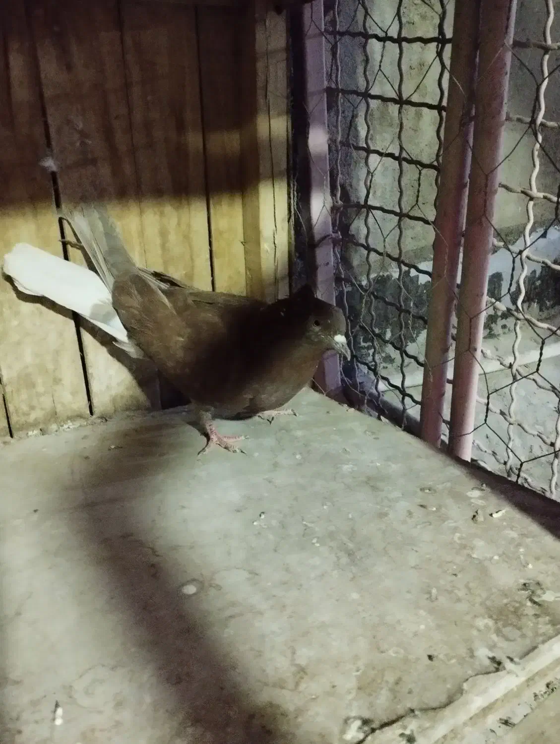 کفتر پلاکی و دمسفید|پرنده|قم, باغ کرباسی|دیوار