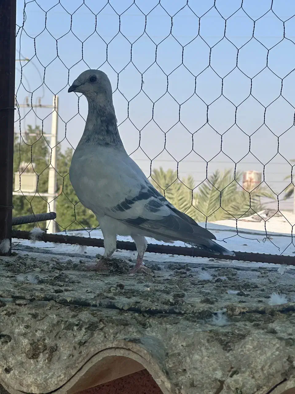 پرنده|پرنده|وحدتیه, |دیوار