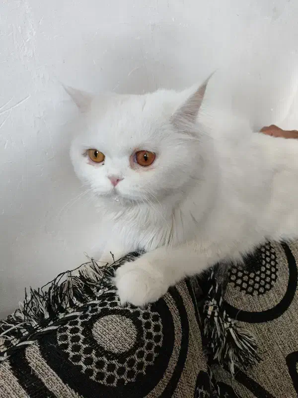 فروش گربه پرشین|گربه|کرمان, |دیوار