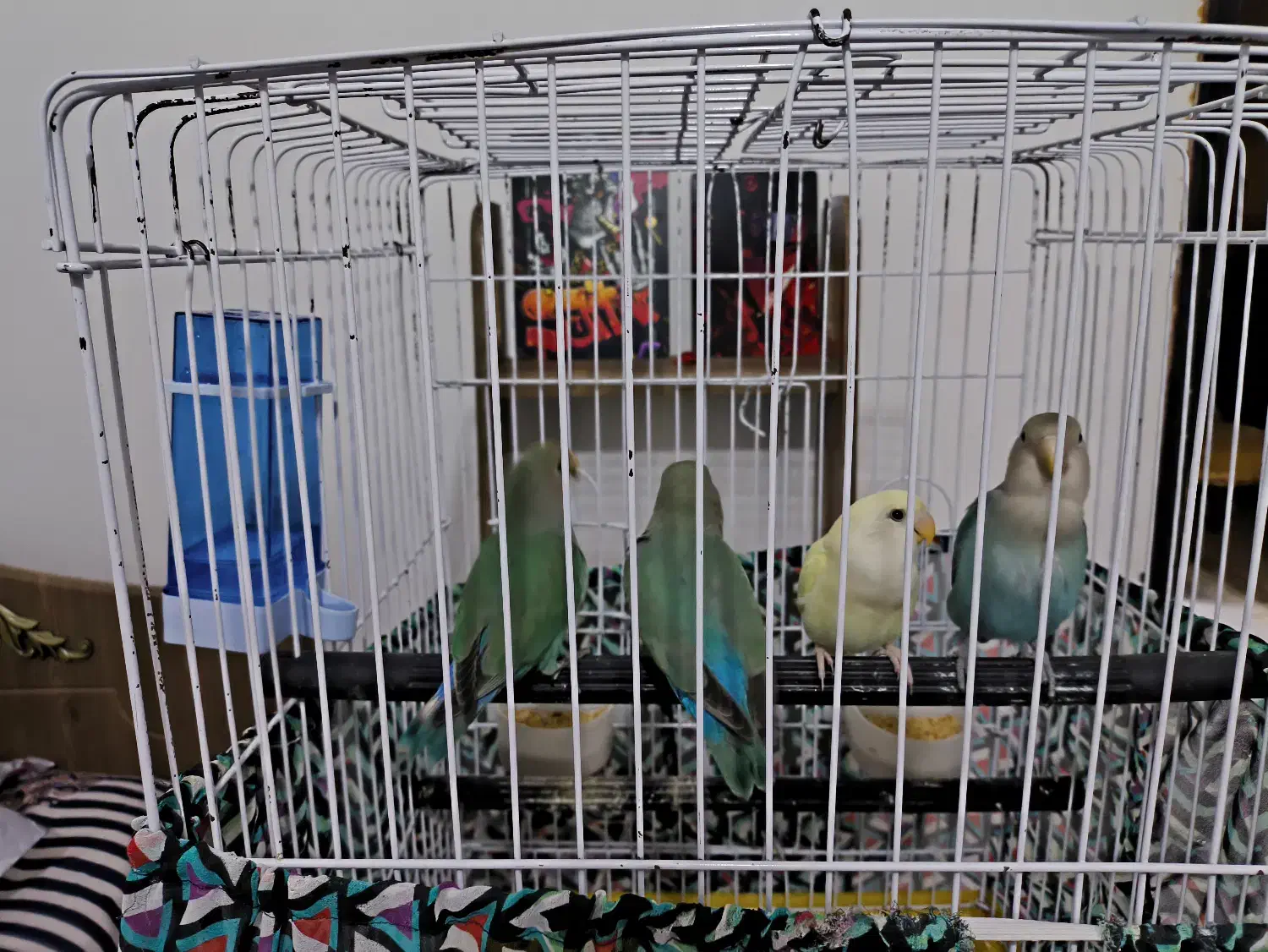 ۳ تا طوطی برزیلی رنگ خاص|پرنده|چمران, |دیوار